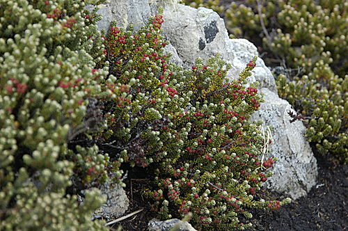 Empetrum rubrum